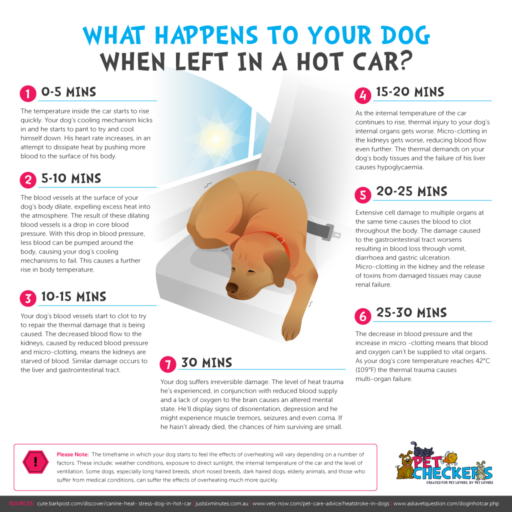 Infographic for What Happen to Your Dog When Left In A Hot Car?