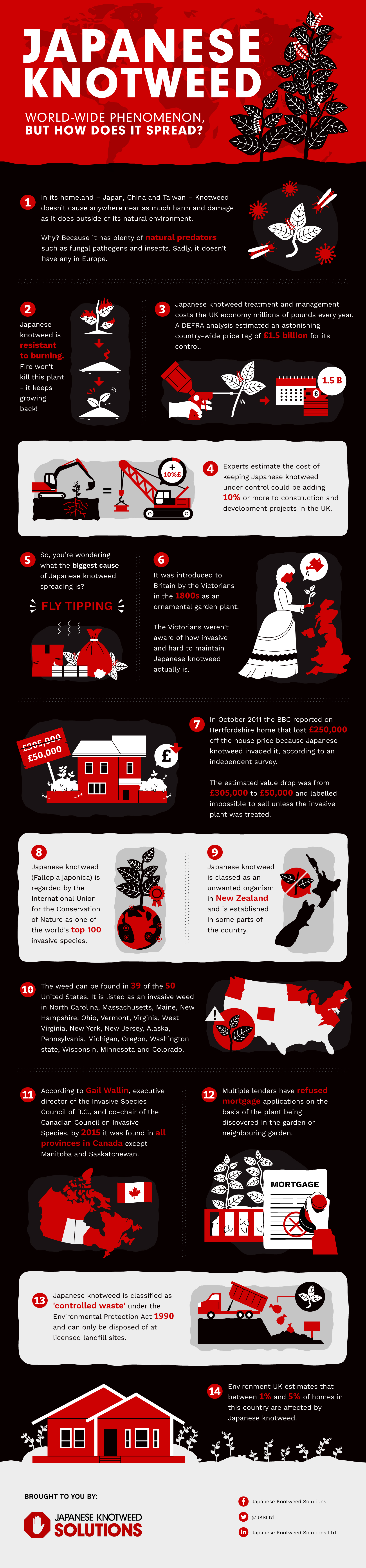 Infographic for Japanese Knotweed