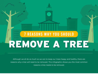 Thumbnail for 7 Reasons Why You Should Remove a Tree